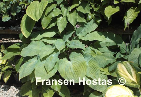 Hosta Riptide